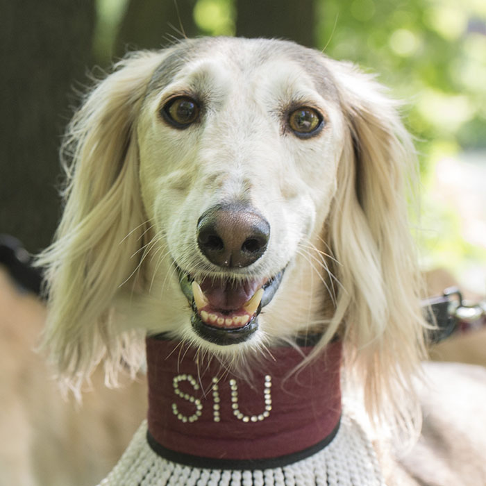 Cream-colored Saluki wearing a maroon SIU bandana, looking directly at the camera with a happy, open-mouth expression. The dog has long, silky ears and is outdoors with a blurred green background.