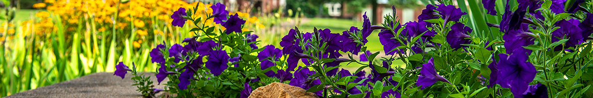 Flowers in front of Pulliam Hall on SIU Campus